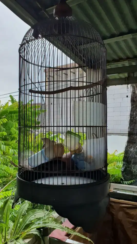 Dijual kandang burung kapsul Lovebird