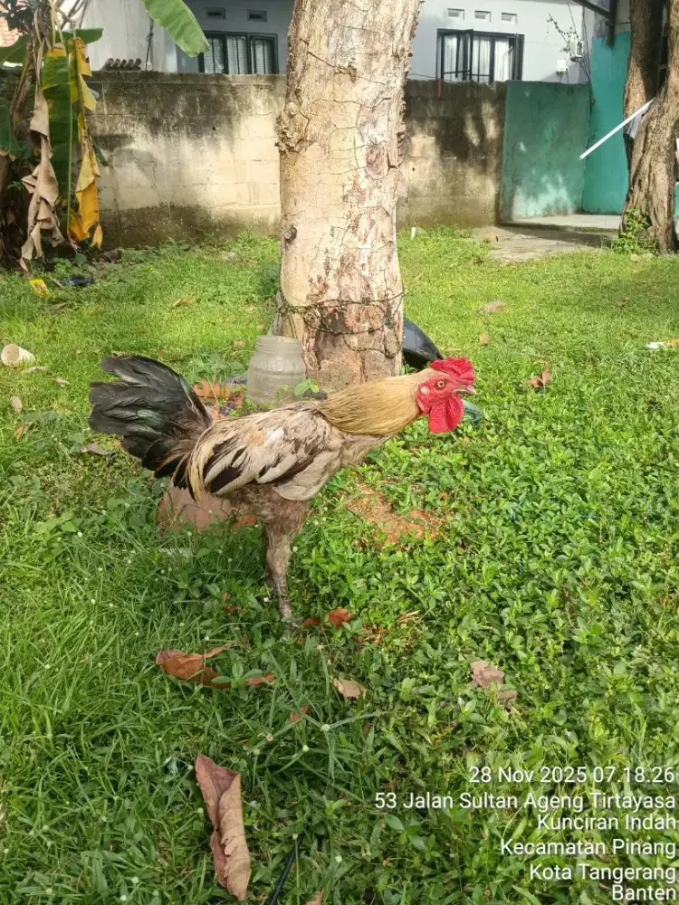 Ayam kampung jago
