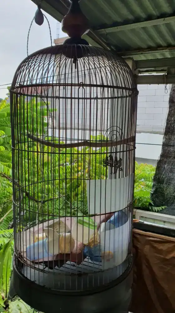 Kandang burung Lovebird
