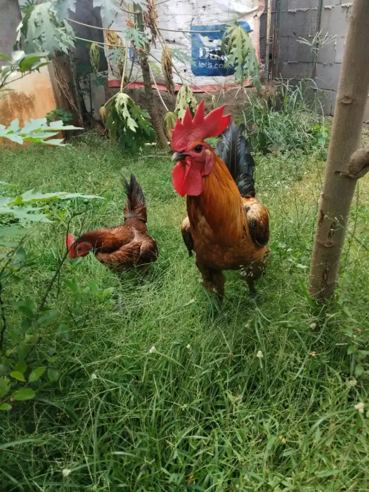 Ayam pelung asli