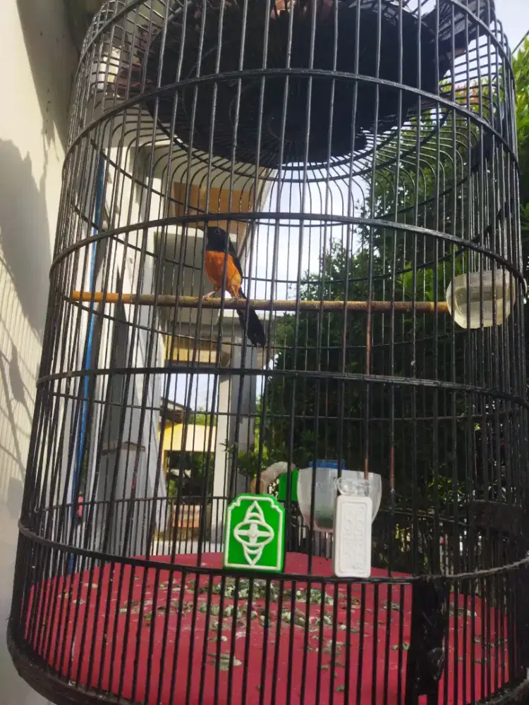 Jual Murai Batu Fulset