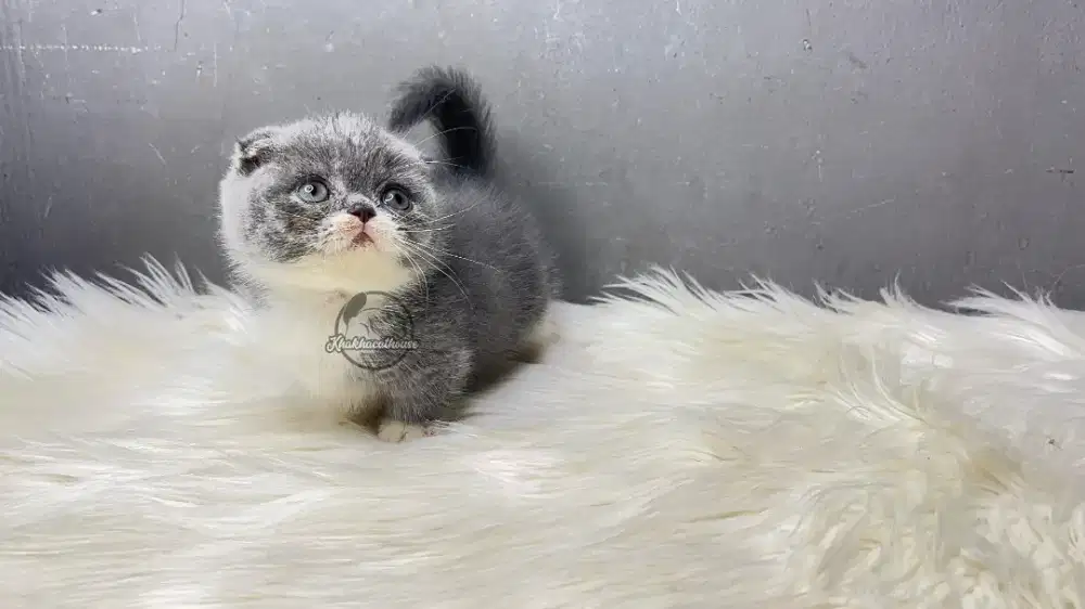 Cebol munchkin bsh fold gaelic