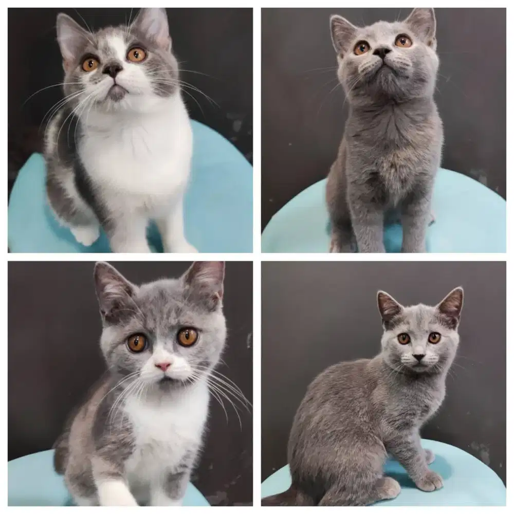 Kucing Kitten British Short Hair BSH