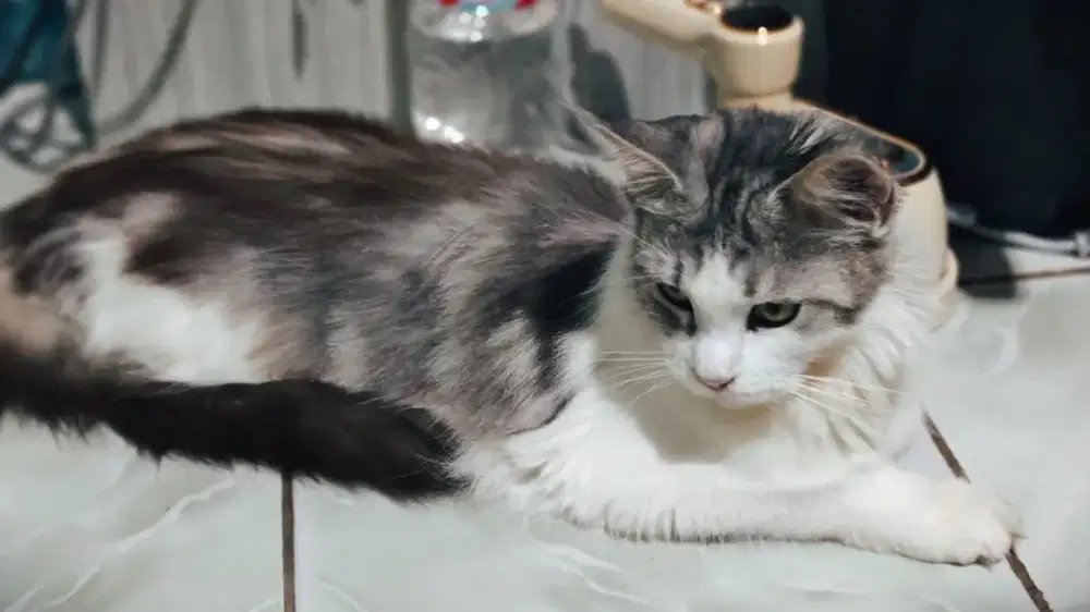 Mainecoon Betina free Jantannya