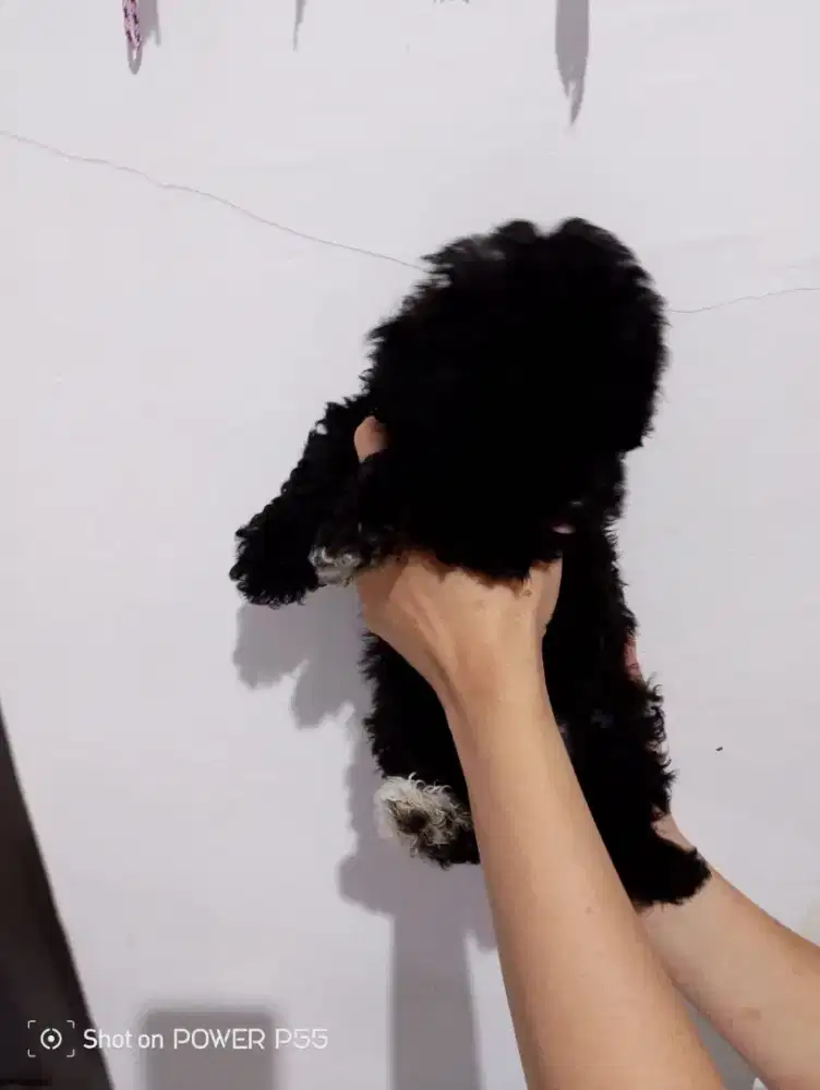 Jual Murmer anakan mini poddle