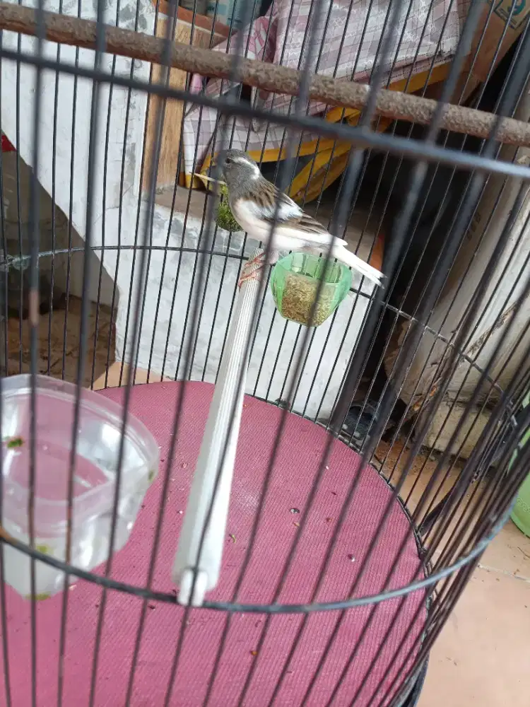 Kenari panda simetris gacor atas bawah