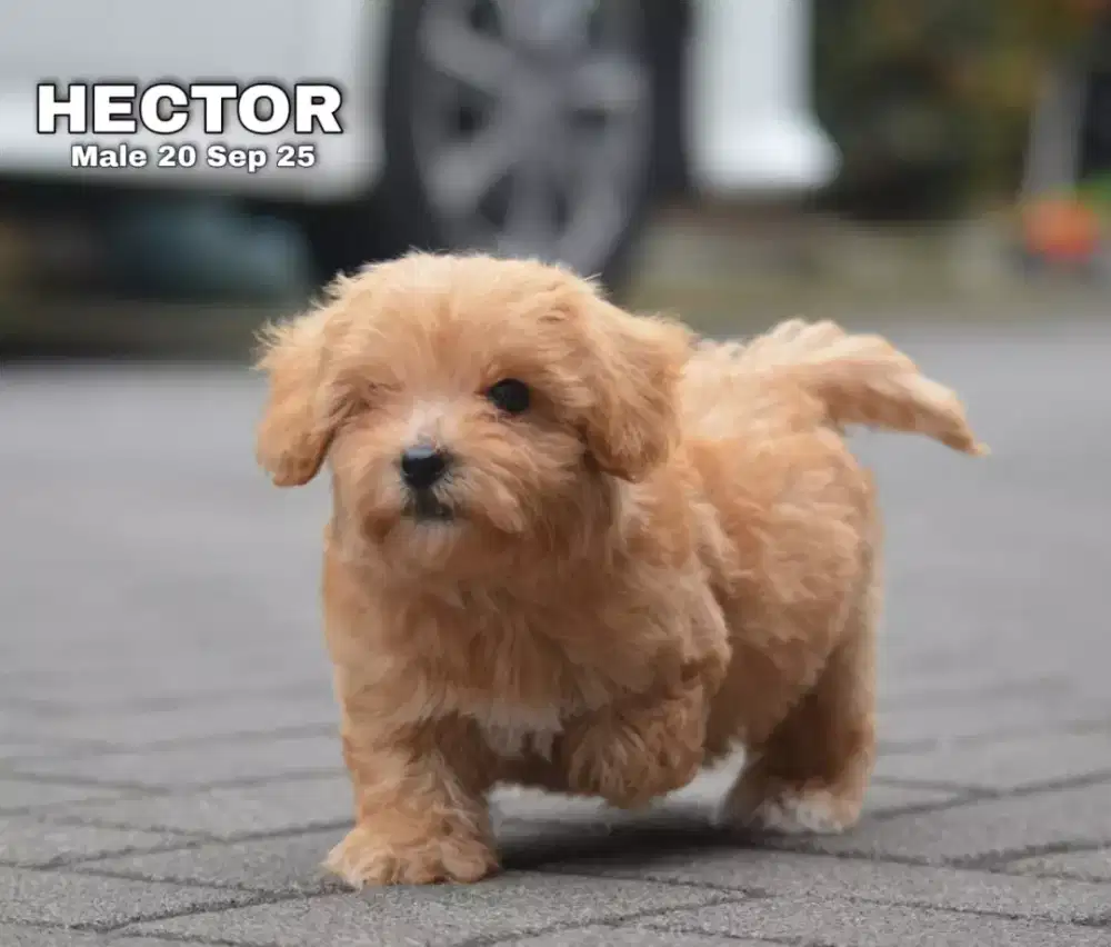 Maltipo red jantan •HECTOR•