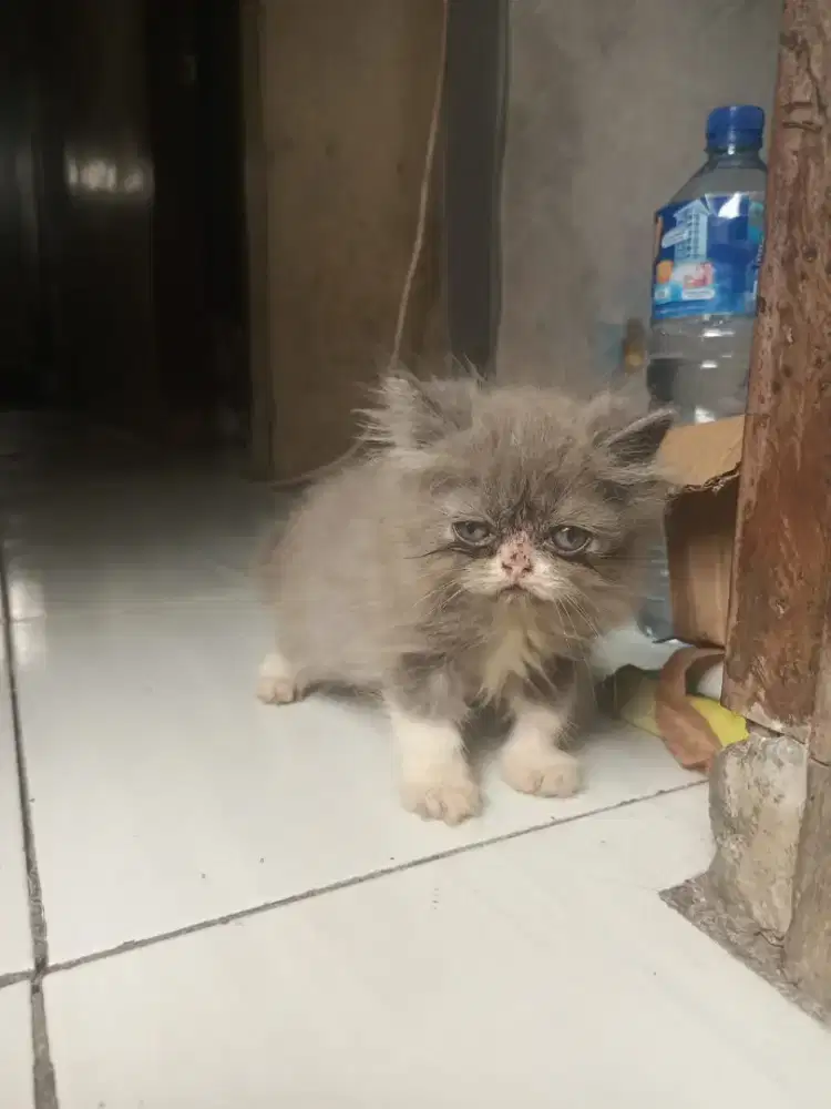 Anakan kucing flatnose persia