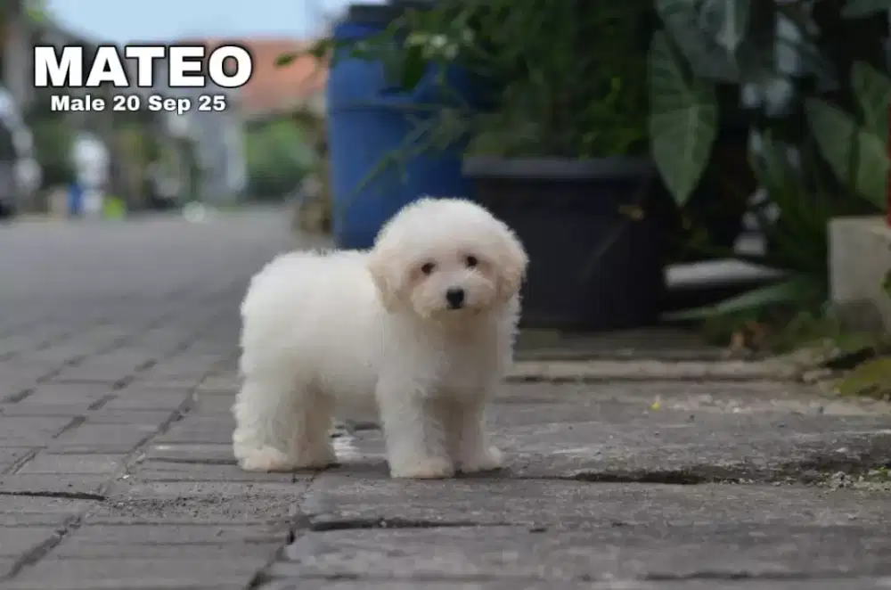 Maltipo apricot jantan •MATEO•