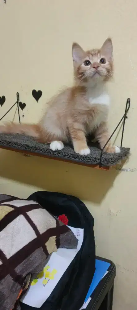 Anak kucing/kitten persia