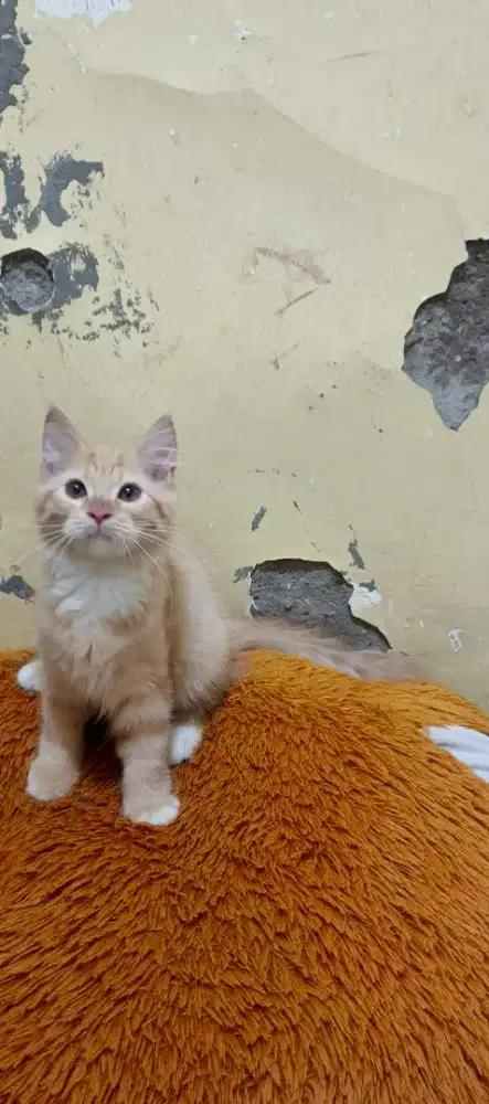 Anak kucing/kitten persia