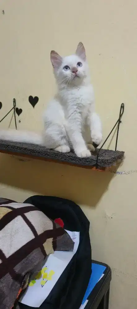 Anak kucing/kitten Persia mix himalaya