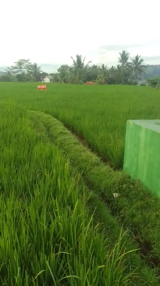 Tanah dijual 103 tumbak