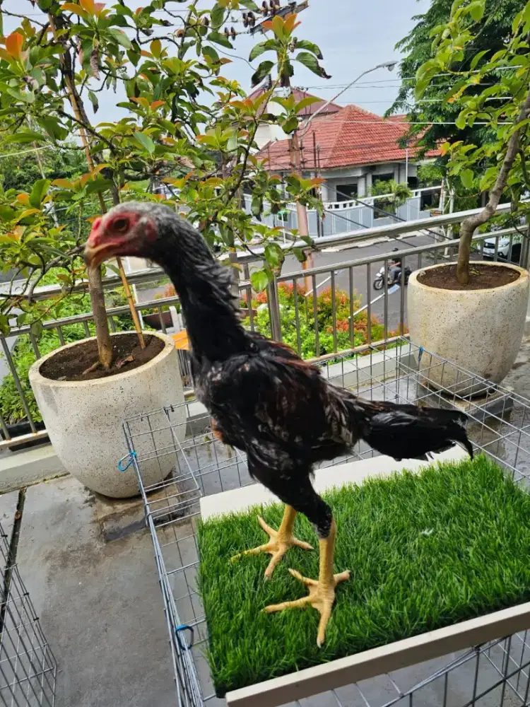 Ayam Shamo Eropa 3 Collor usia 3 bulan