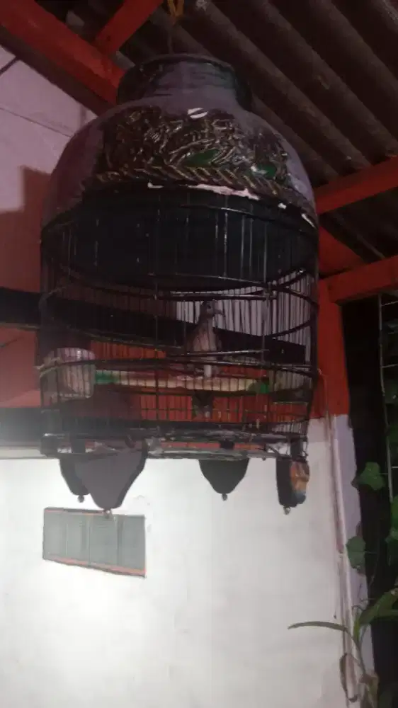 Perkutut bangkok fullset