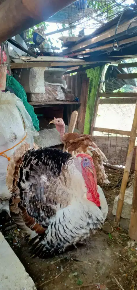 AYAM KALKUN SEPASANG