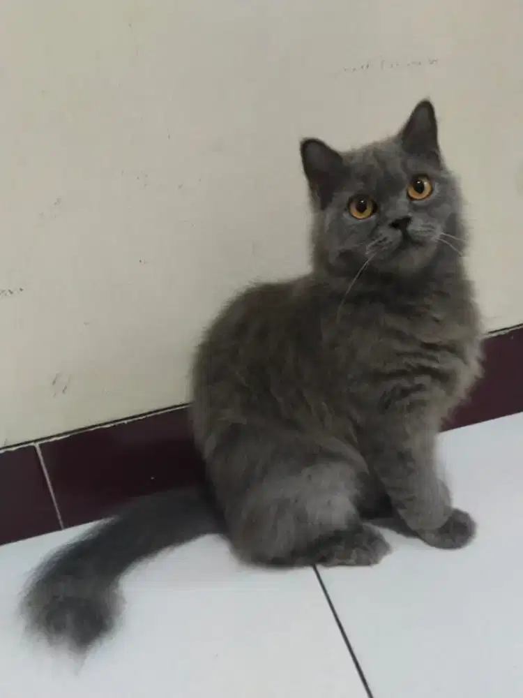 Jual butuh British longhair