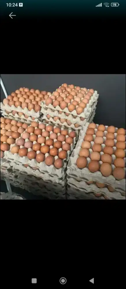 jual telur ayam ecer&grosir