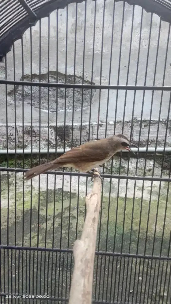 Trucukan rawatan+kemade rawatan