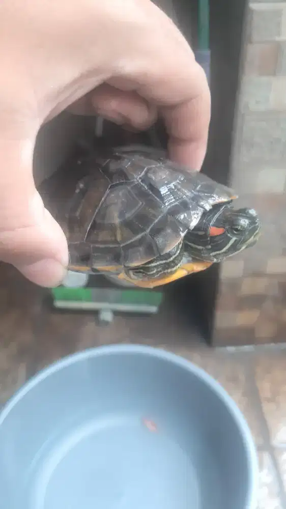 kura kura RES kura kura brazil kura kura kuping merah