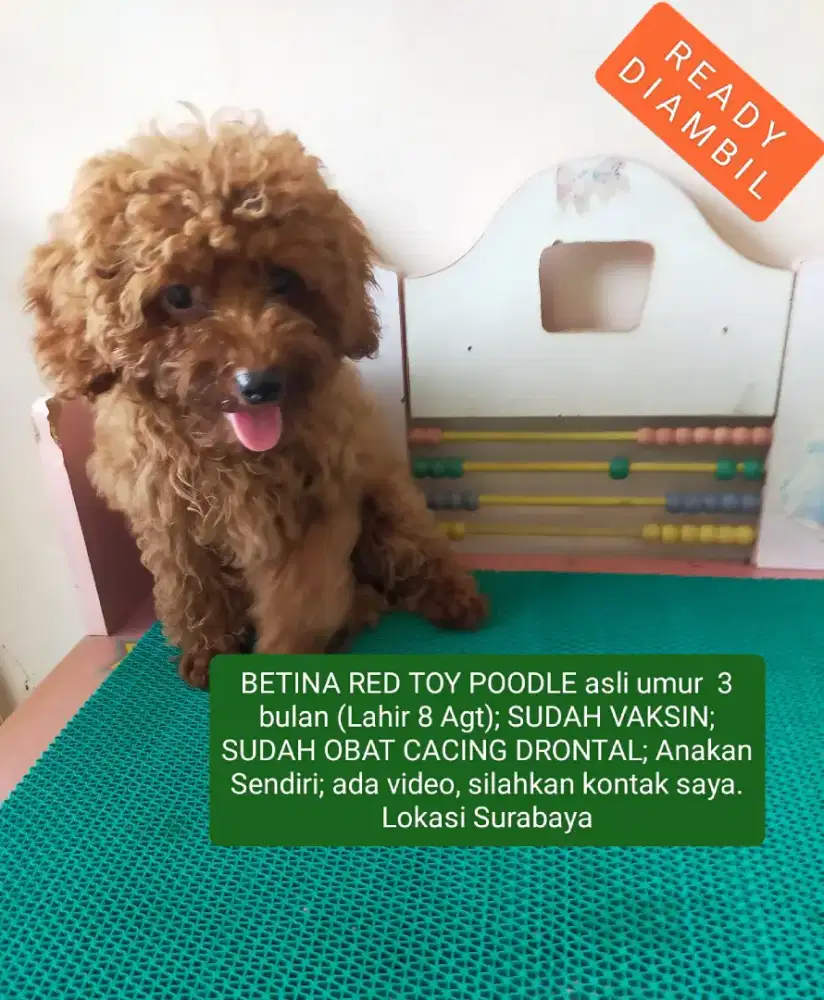 READY DIAMBIL BETINA TOY RED POODLE 3.5 bln SUDAH VAKSIN