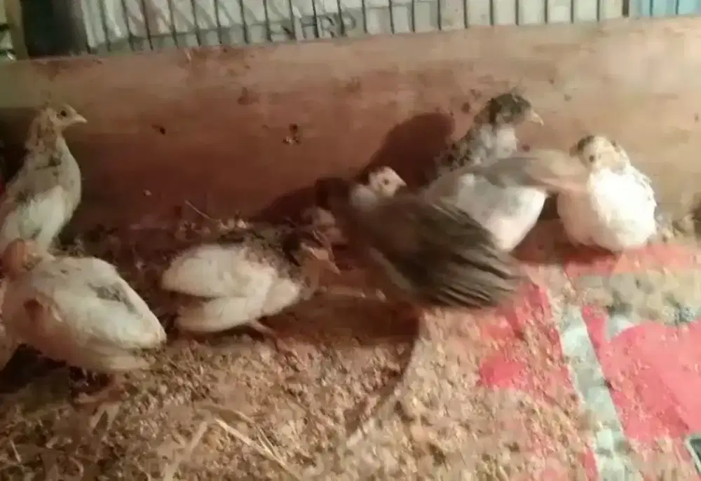 Anakan puyuh batu hias