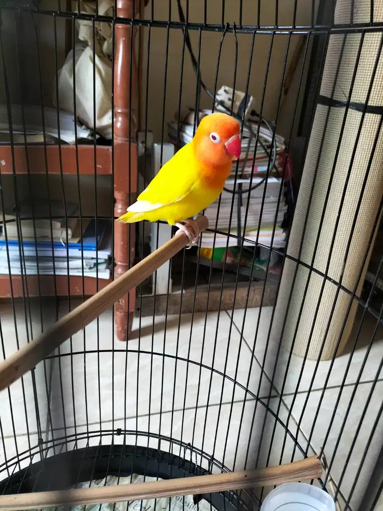 Lutino MM muda sehat