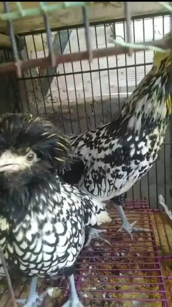 Ayam poland 1 pasang