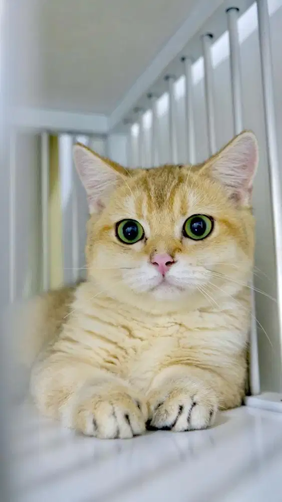 BRITISH SHORT HAIR GOLDEN