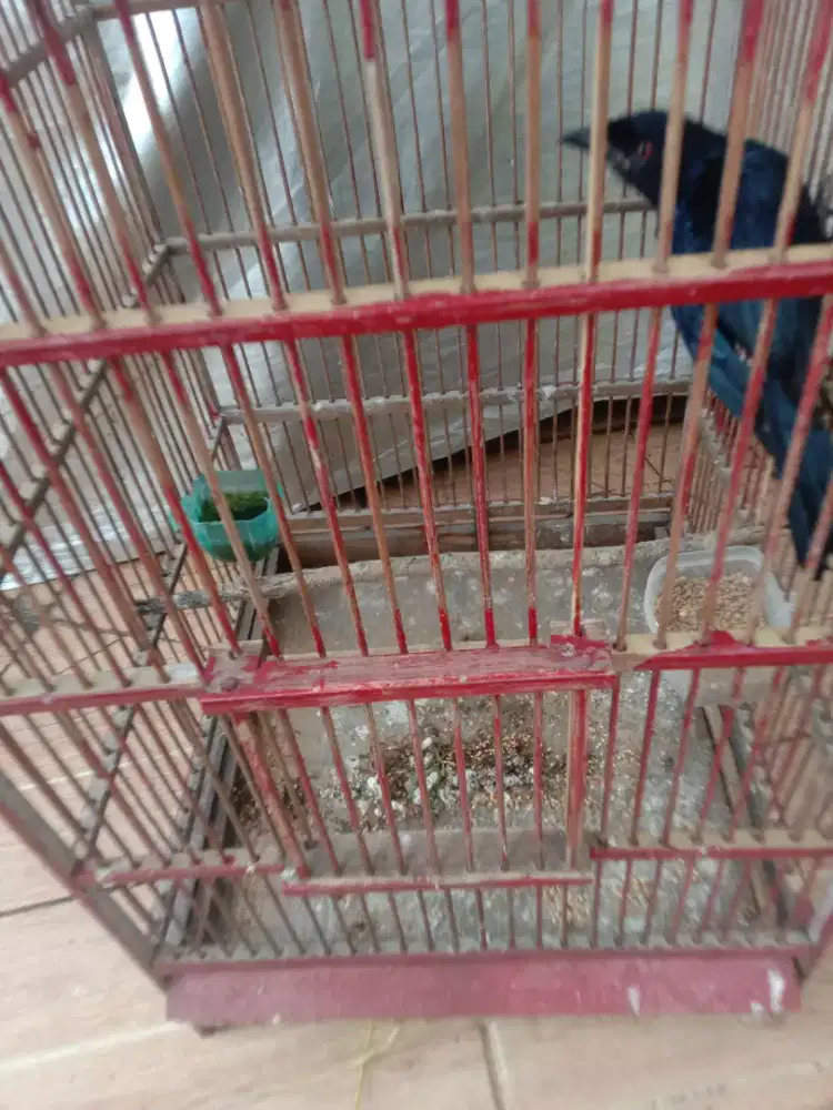 Jual burung seriguting antena