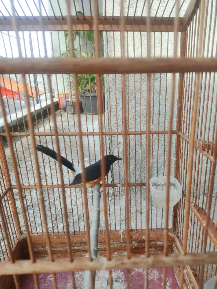 Murai medan betina kaki hitam