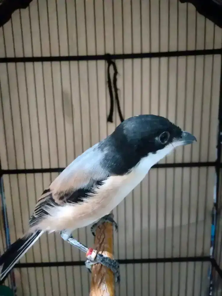 Cendet madura pastol ring CMS sapudi muluss