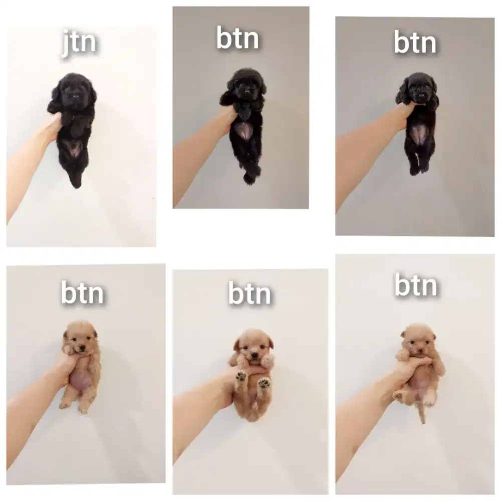 puppy poodle mix pomerian.pompoo. No php !!!