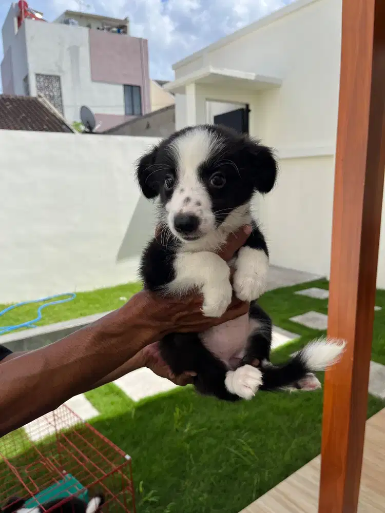 Puppy border collie microchip stbm vaksin