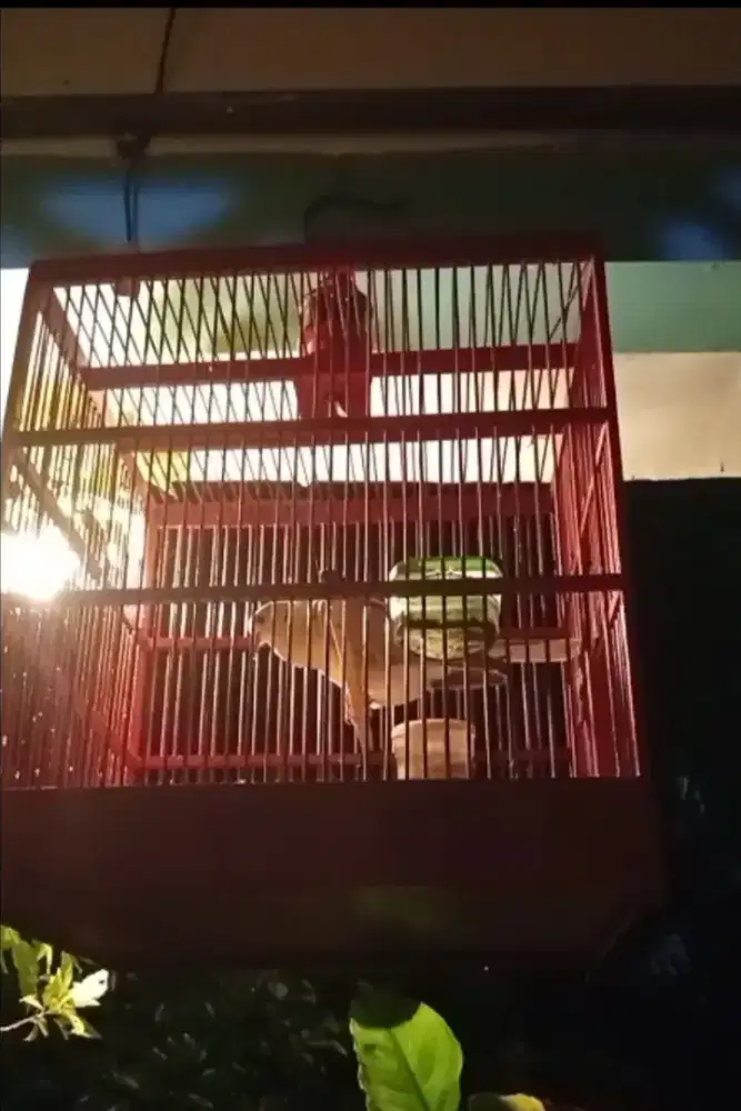 Puter Pelung Jantan Muda, manggung Ring Krisna