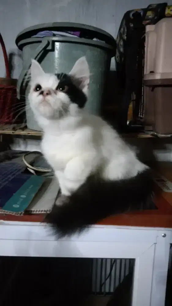 Kucing Persia Flatnose Shorthair betina