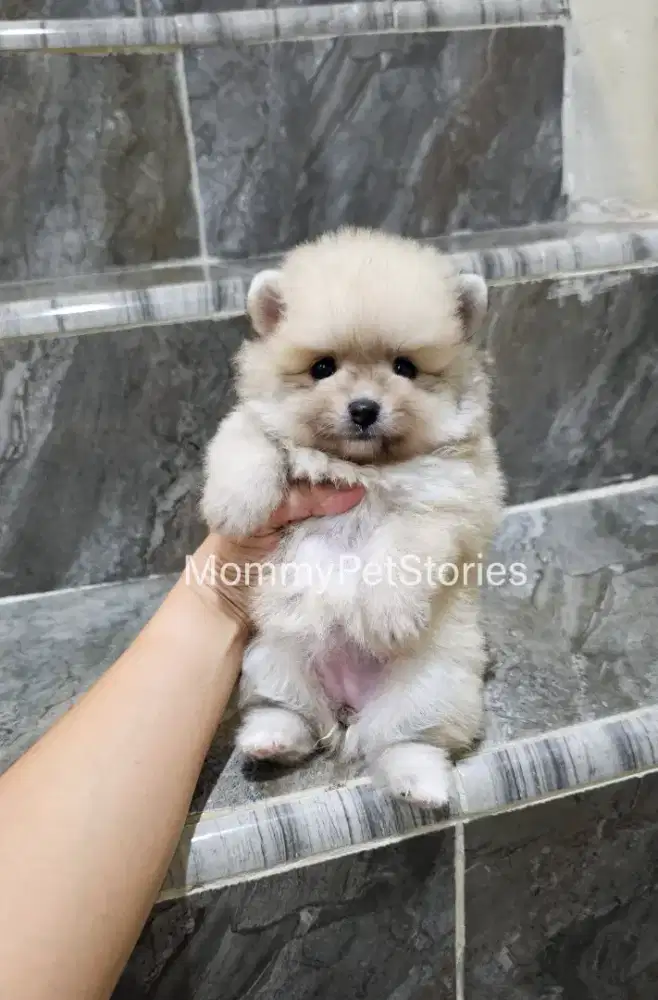 Supermini Pom pomeranian anjing puppy minipom