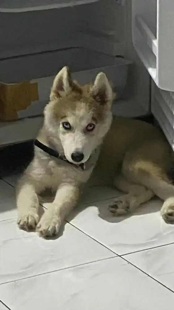 Husky mix malamute