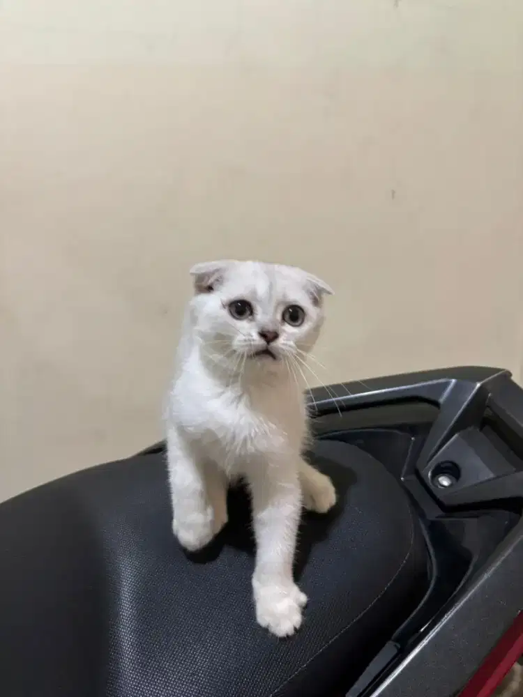 Kucing Scotis fold