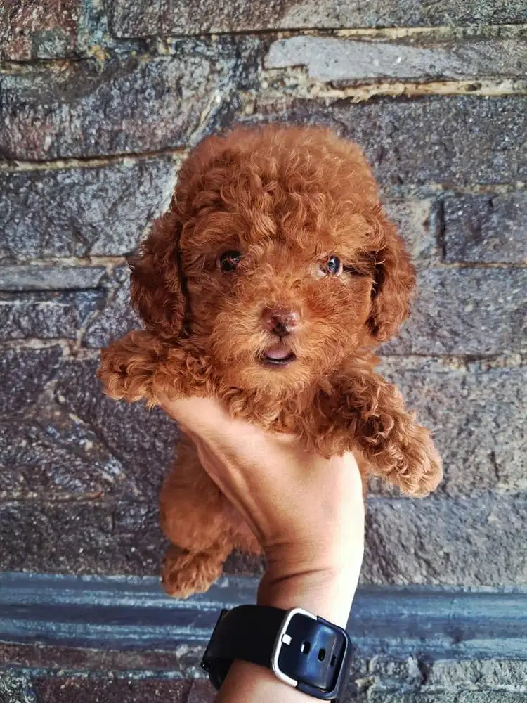 Puppies / anjing red toy poodle betina