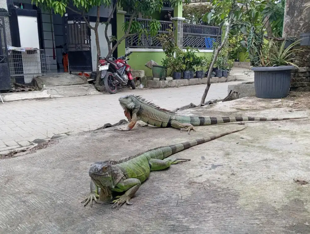 iguana sepasang proven
