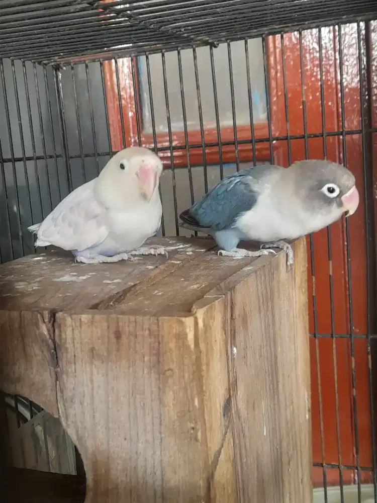 Burung Lakbert Fulsett