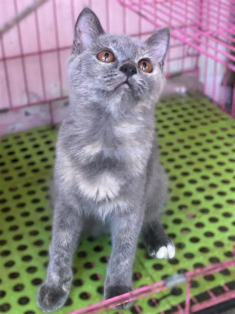 Kucing kitten mix bsh betina