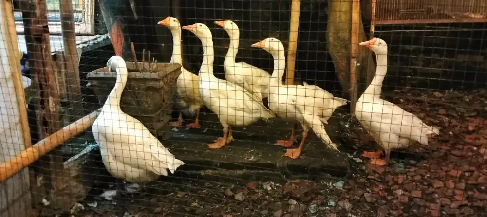 Angsa/Soang Semua ada 6 Ekor