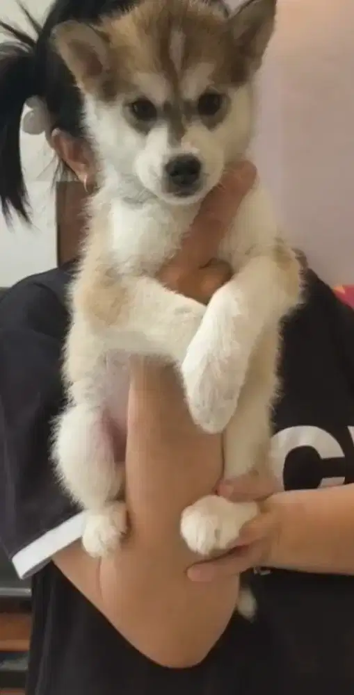 Anjing Siberian Husky