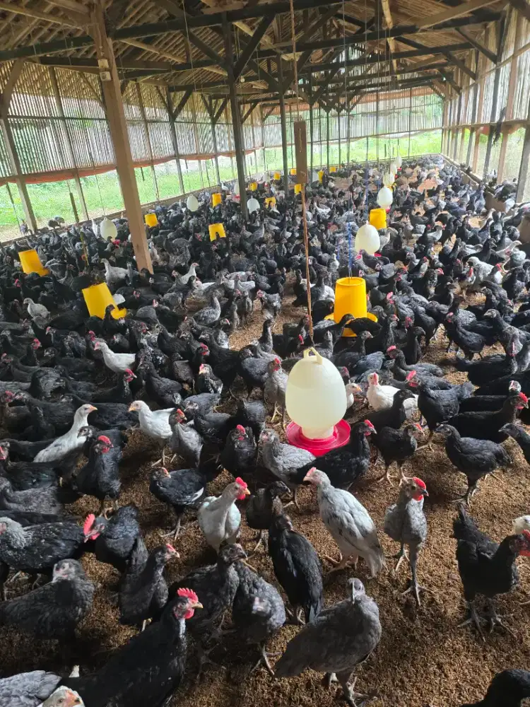 Anak buah kandang ayam atau  operator kandang
