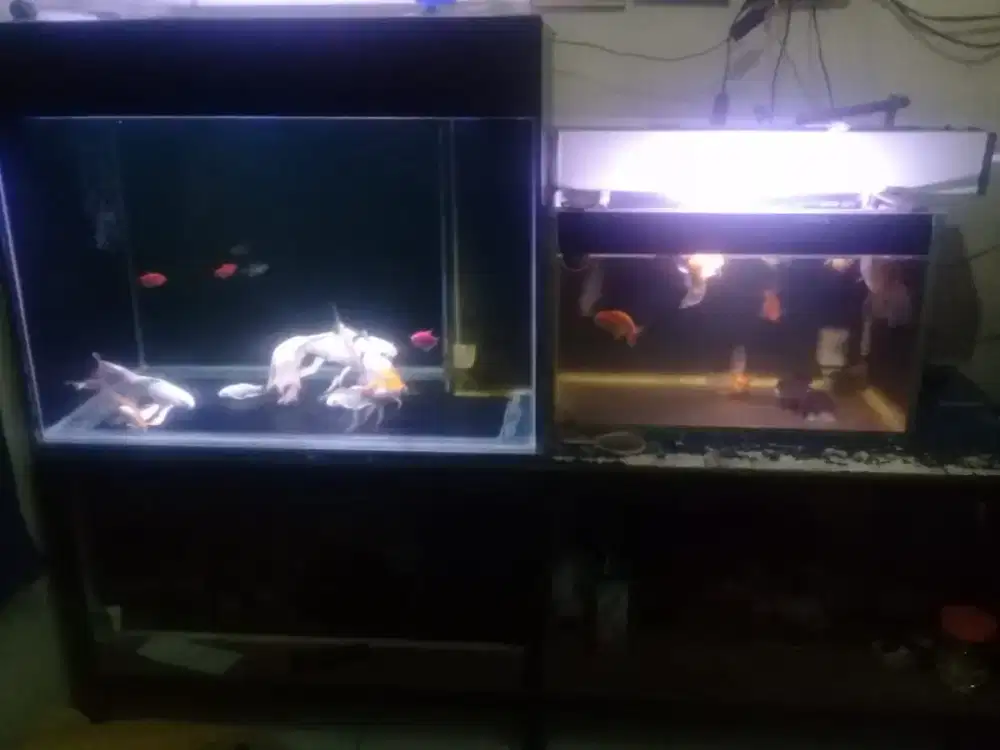 Jual ikan hias dan aquarium