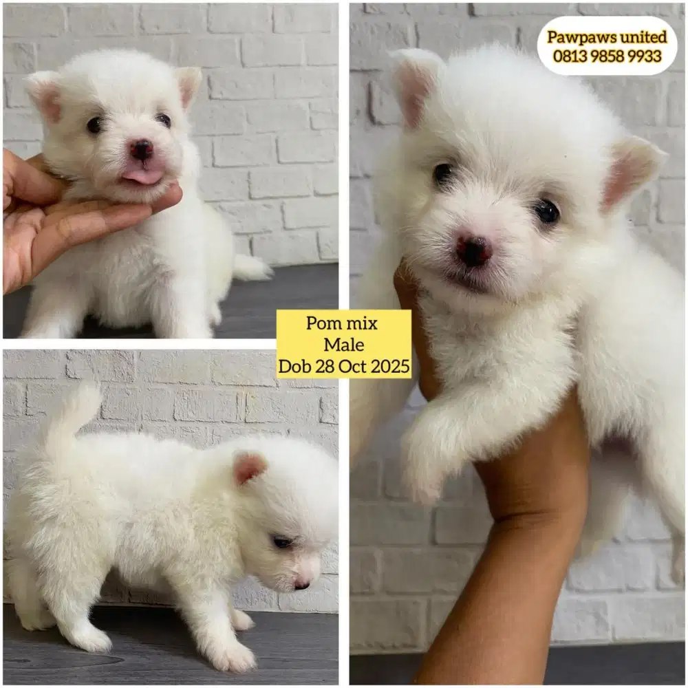 Jual puppy pom mix