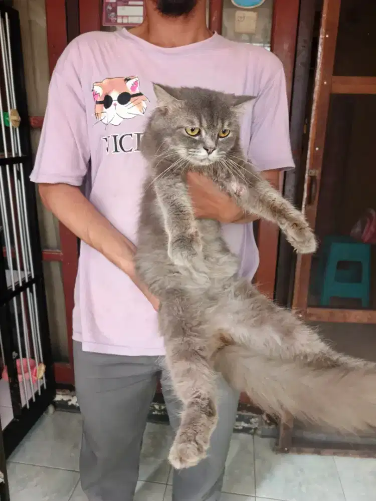 Kucing mix BSH jantan 8 bulan