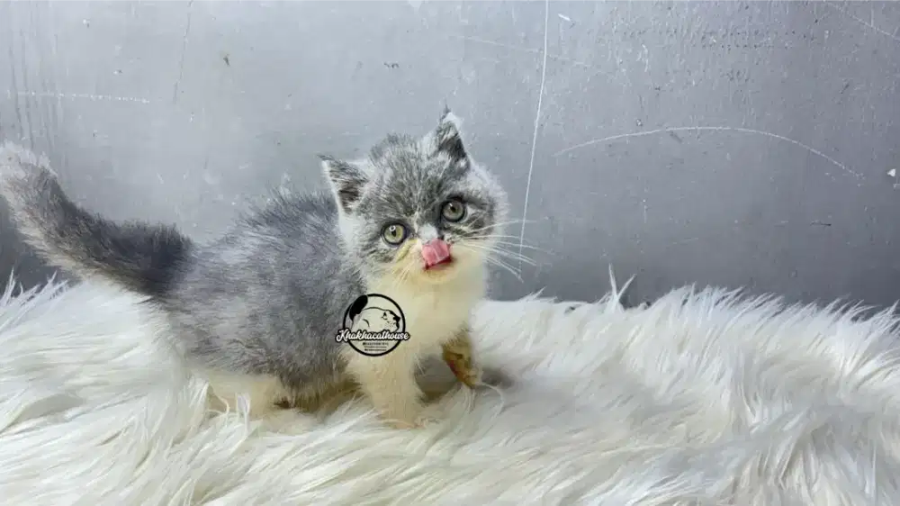 BSH munchkin Non standart